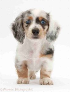 Silver dapple dachshund puppies for sale