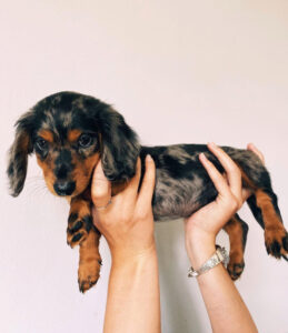 what is a mini dapple dachshund