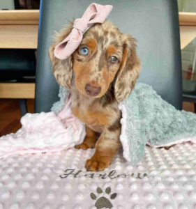 where can I adopt a miniature dachshund