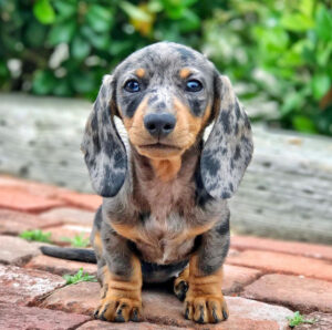 Blue Dachshund Puppies For Sale