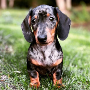 Short Haired Dachshunds for Sale
