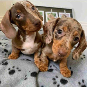 Short Haired Dachshunds for Sale Near Me