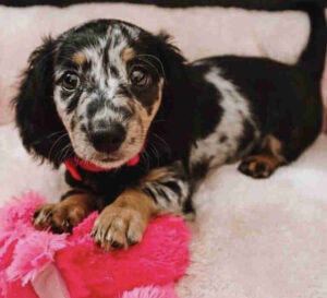 Dapple Dachshund Puppies For Sale Indiana
