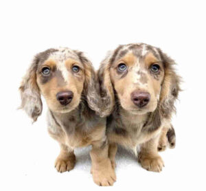 Dapple Dachshund Puppies for Sale Alabama