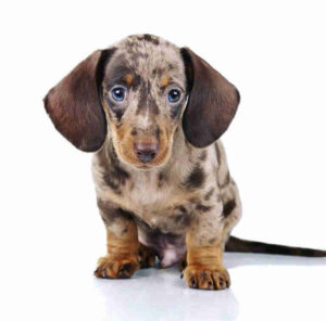 Dapple Dachshund Puppies for Sale Colorado