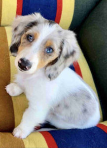 Dapple Dachshund Puppies for Sale Florida