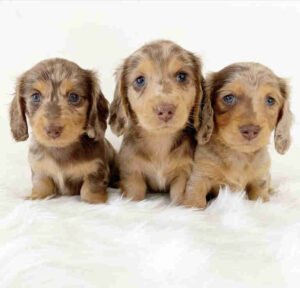 Dapple Dachshund Puppies for Sale Ohio