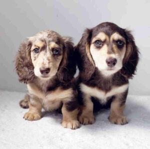 Dapple Dachshund Puppies for sale Texas