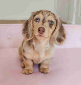 Dapple dachshund puppies for sale in pa