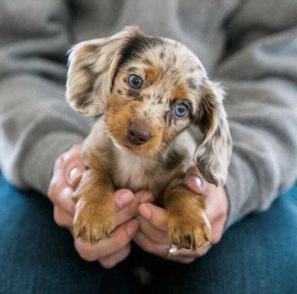 long haired miniature dachshund