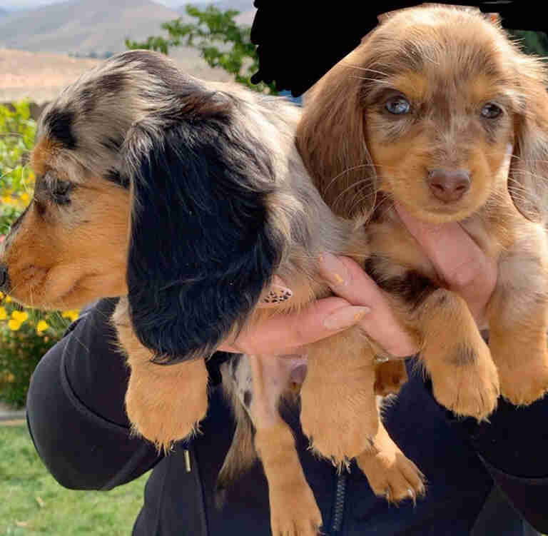 Dachshund Mini Puppies for Sale