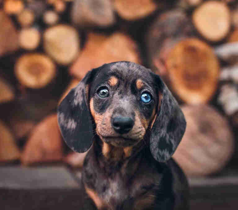 dachshund breeders Missouri