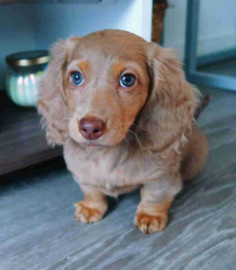 dachshund puppies for sale indiana