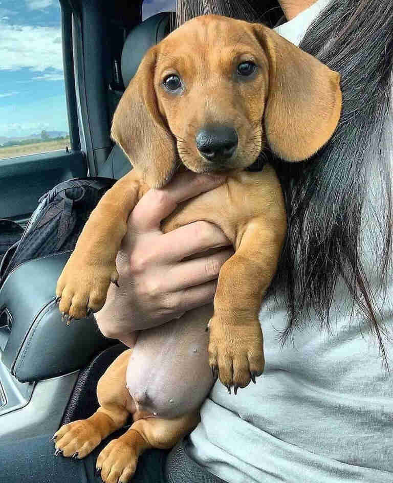 short haired dachshund for sale