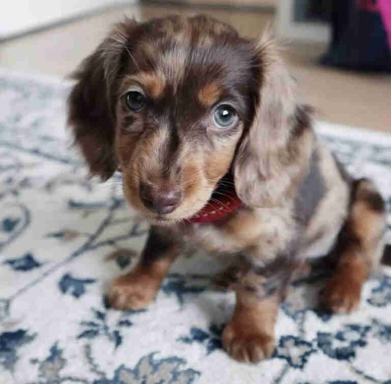 Dachshund Puppies for Sale in NY