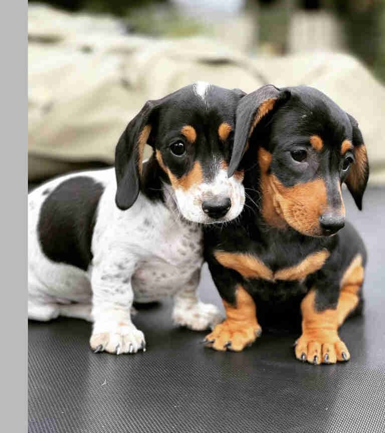 Dachshund Puppies for Sale in New Hampshire