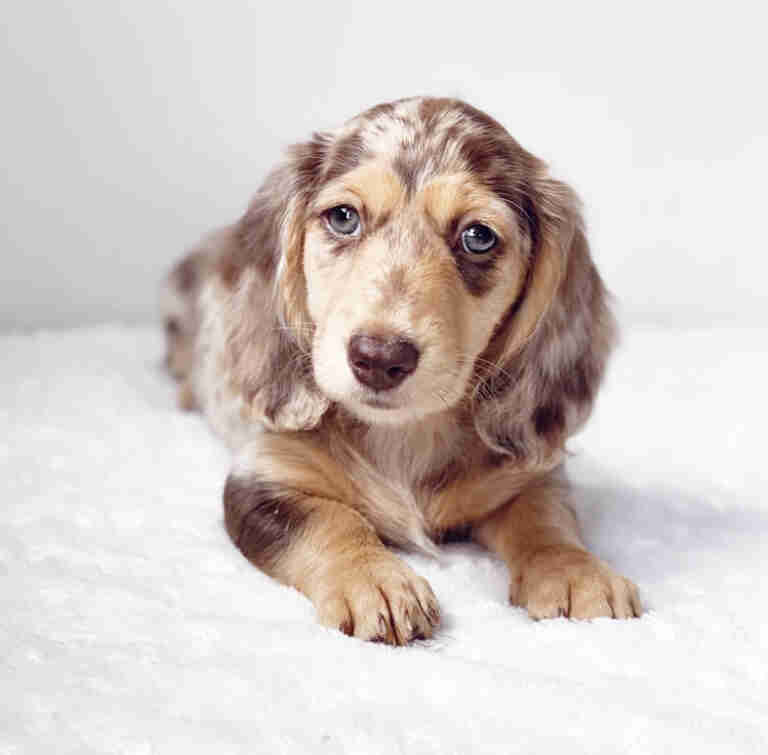 Dachshund Puppies for Sale in Ohio