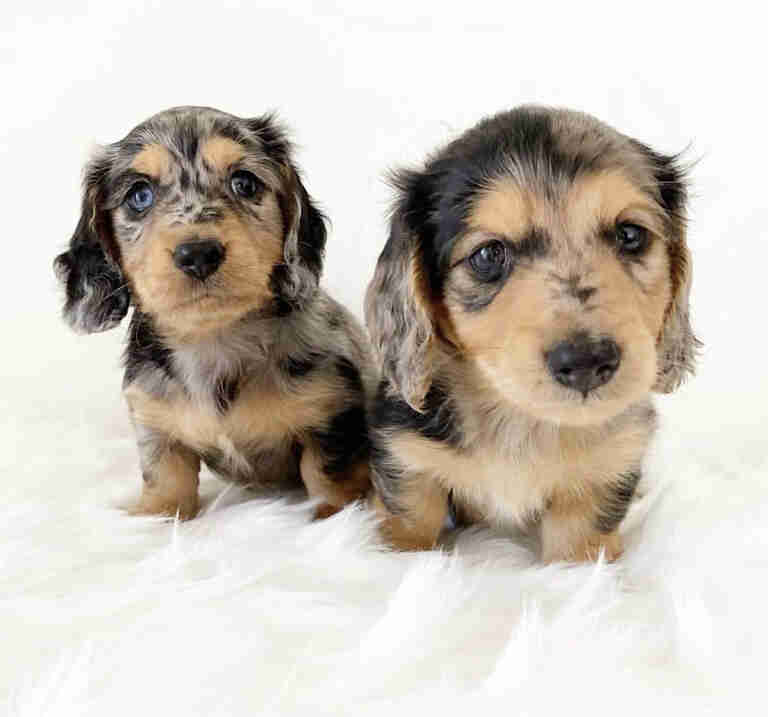 Dachshund Puppies for Sale in Oregon