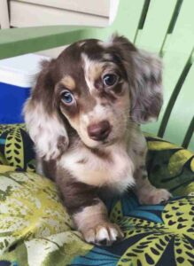 Dapple Mini Dachshund Puppies For Sale