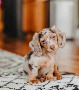 Long Haired Dachshund for Sale Near me