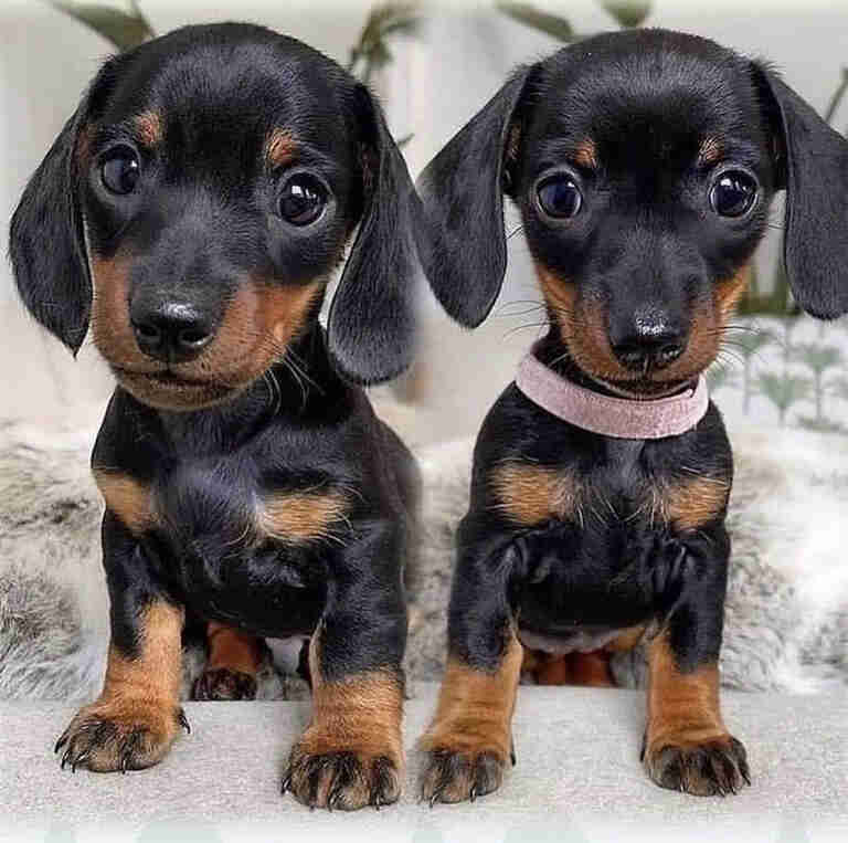 Dachshund Puppies for Sale in WV