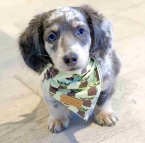 dapple miniature dachshund for sale