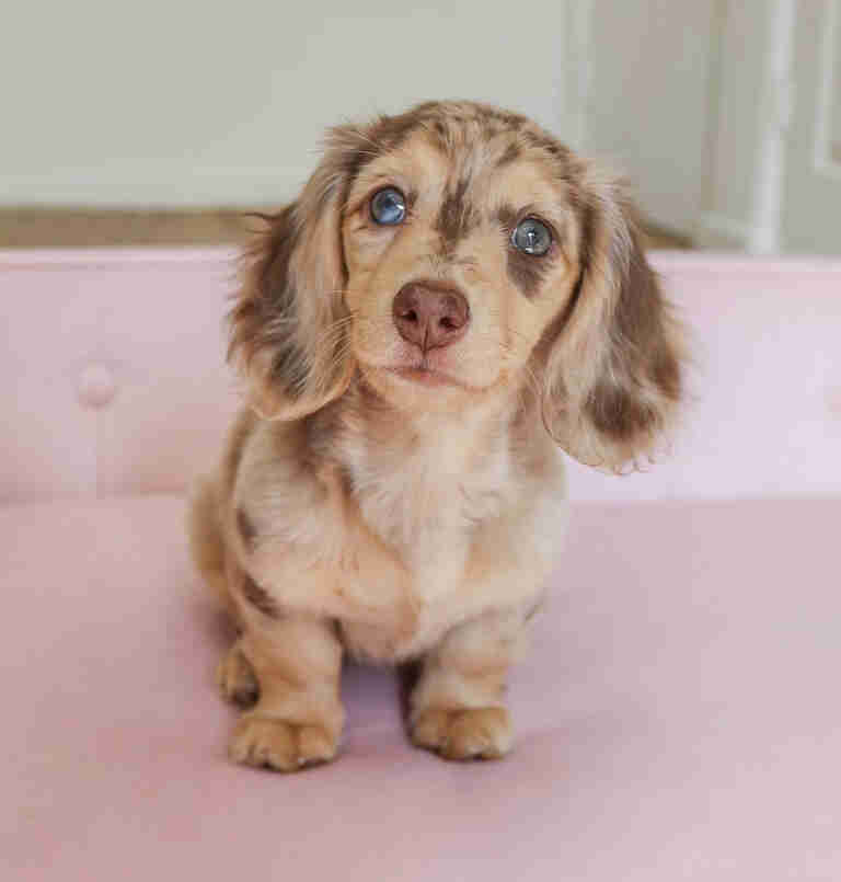 cream dachshund puppies for sale