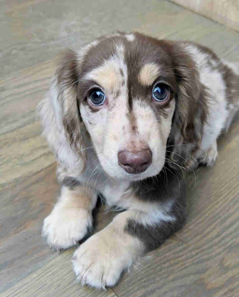 dachshund puppies for sale scotland