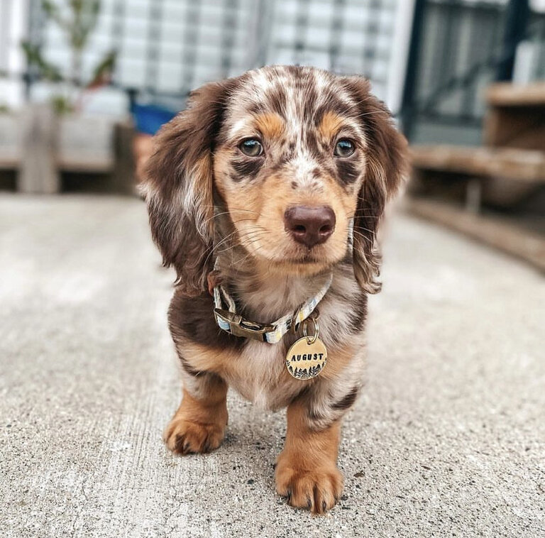 Dachshund Puppies For Sale in Bloomington