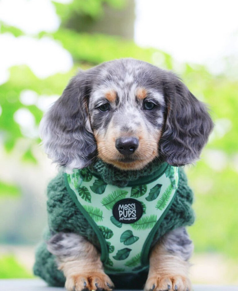 Dachshund Puppies For Sale in AL