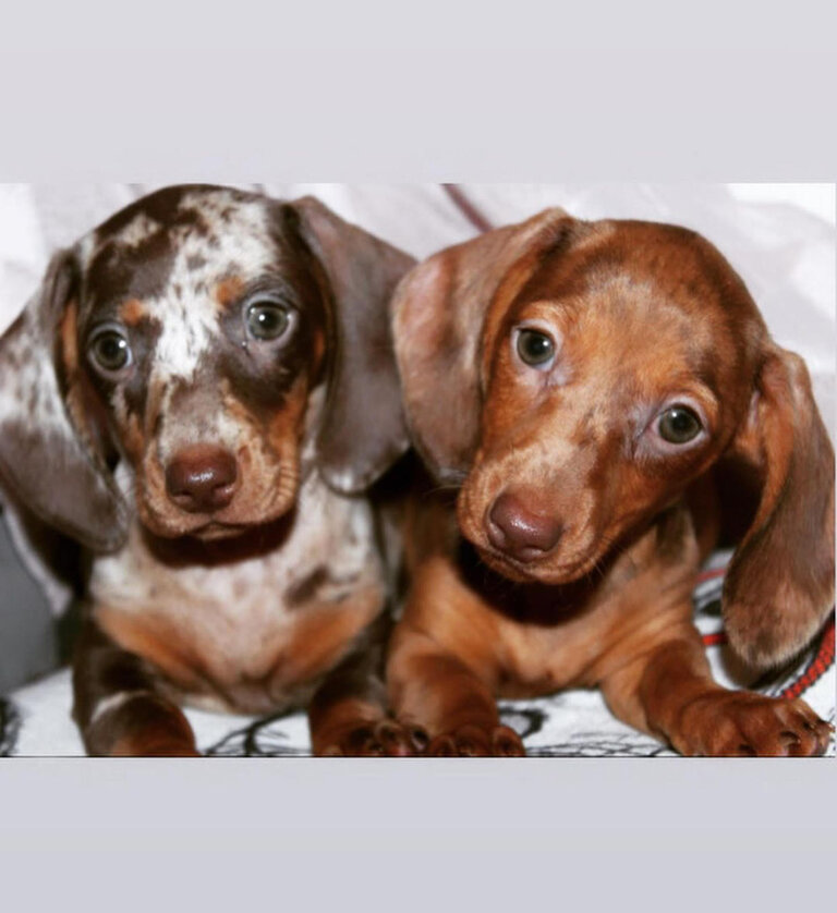 Dachshund Puppies For Sale in Ankeny