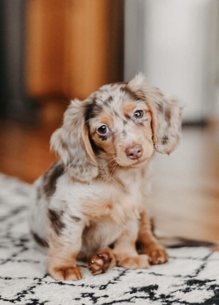 Dachshund Puppies For Sale in IL