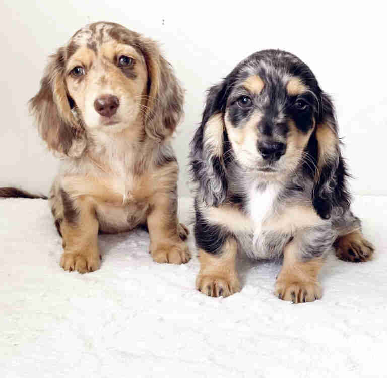 Cream Dachshund Puppies Texas