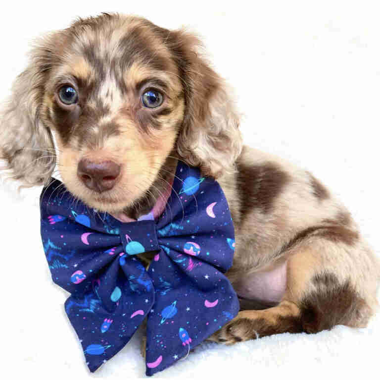 Dachshund Puppies For Sale in Knoxville