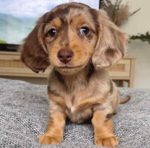 Dachshund Puppies For Sale in Cambridge