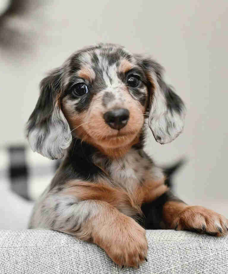 Dachshund Puppies For Sale in Anderson