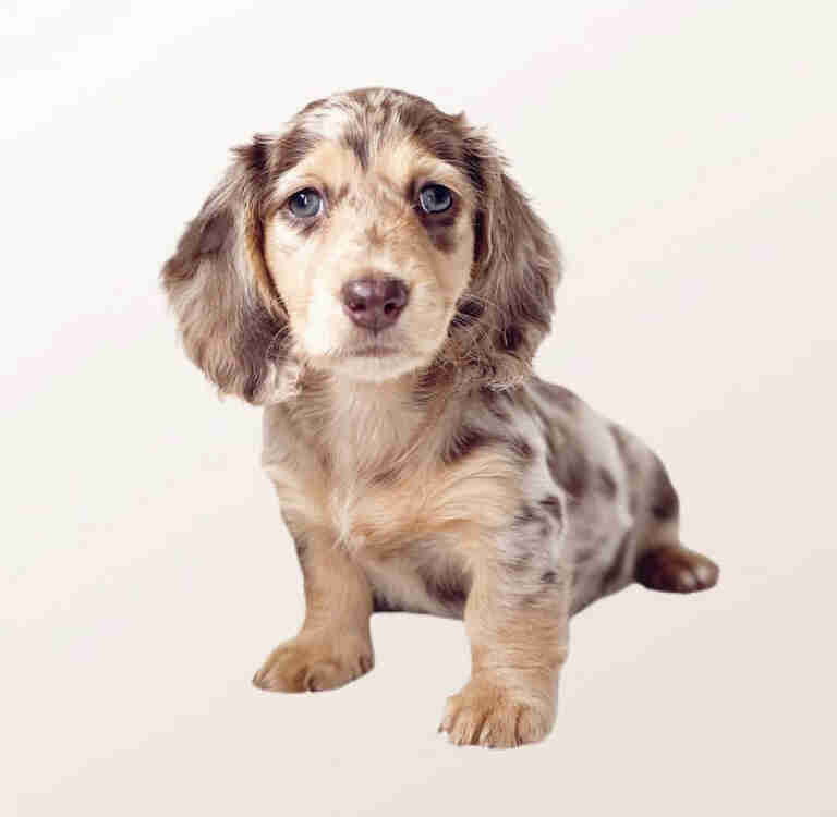 Dachshund Puppies For Sale in Durham