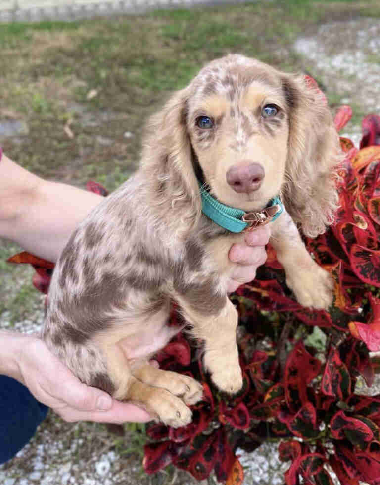 Dachshund Puppies For Sale in Evansville