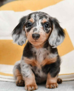 Dachshund Puppies For Sale in Albany OH
