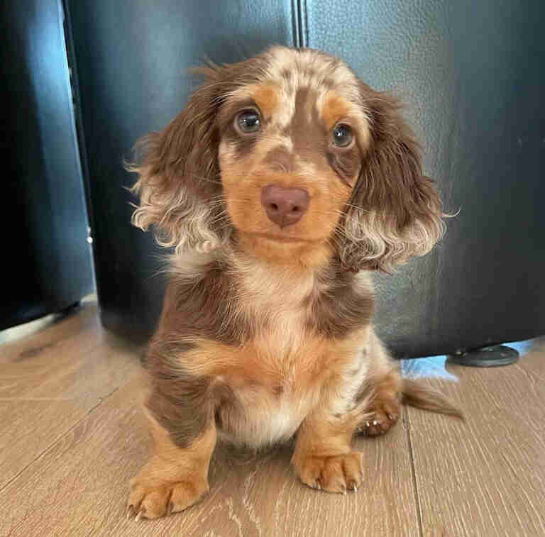 Dachshund Puppies For Sale in Bloomington