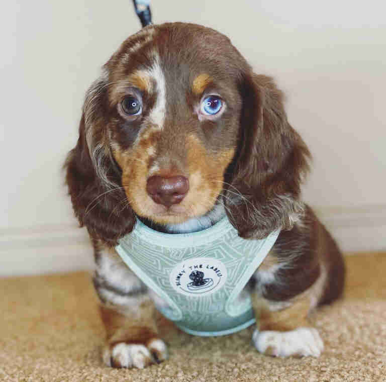 Dachshund Puppies For Sale in Frankfort