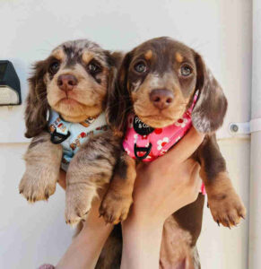 Dachshund Puppies For Sale in Joplin