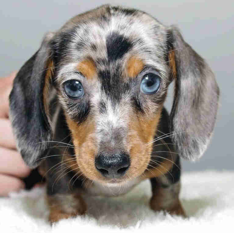 Dachshund Puppies For Sale in CO