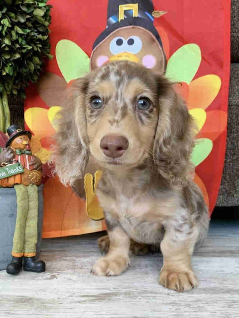 Dachshund Puppies For Sale in Hollywood