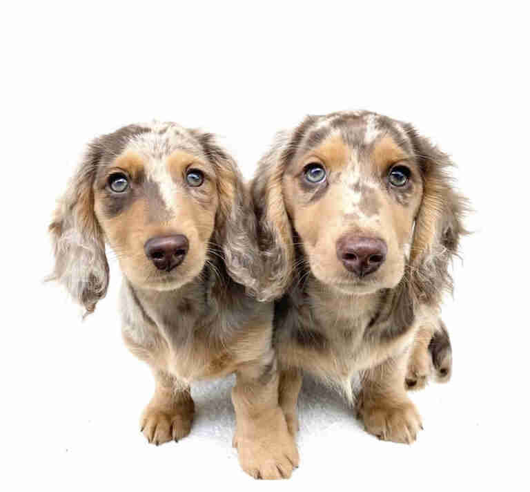 Dachshund Puppies For Sale in Kearney