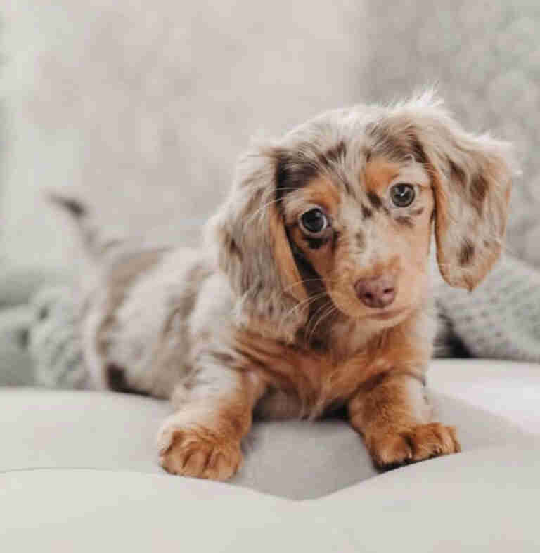 Dachshund Puppies For Sale in CT