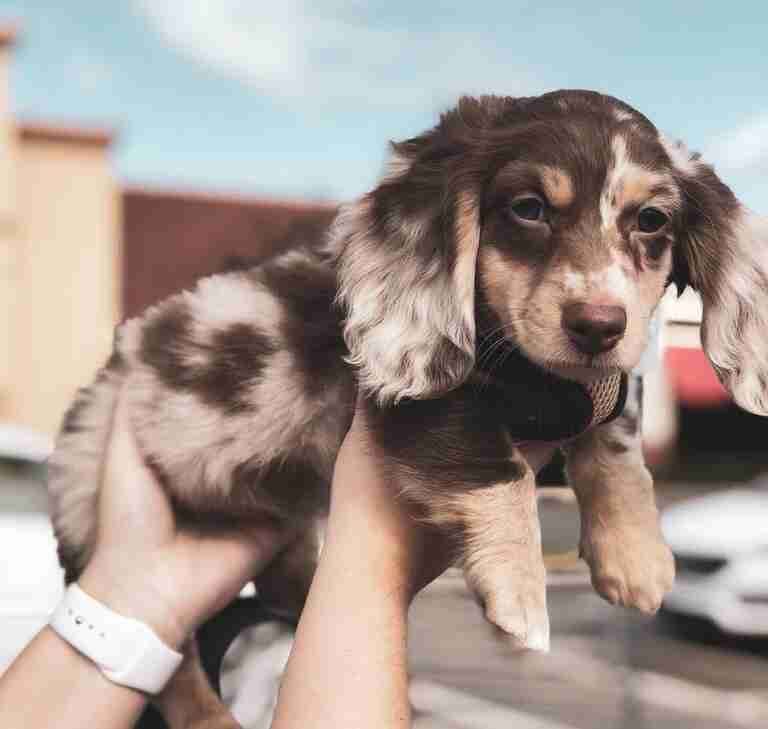 Dachshund Puppies For Sale in Gulfport