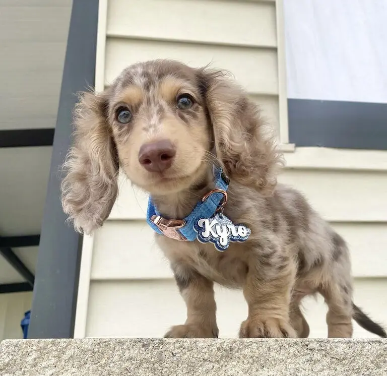 Dachshund Puppies For Sale in Carmel