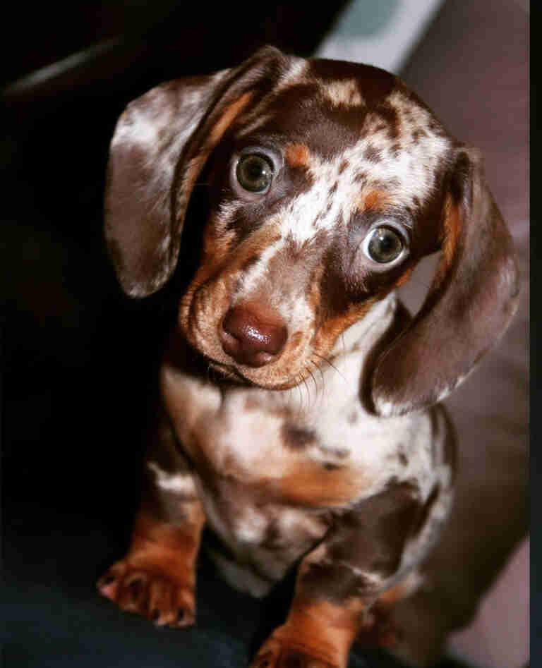 Dachshund Puppies For Sale in Kalispell