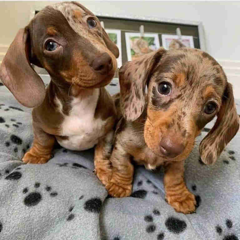 Dachshund Puppies For Sale in Fairfield